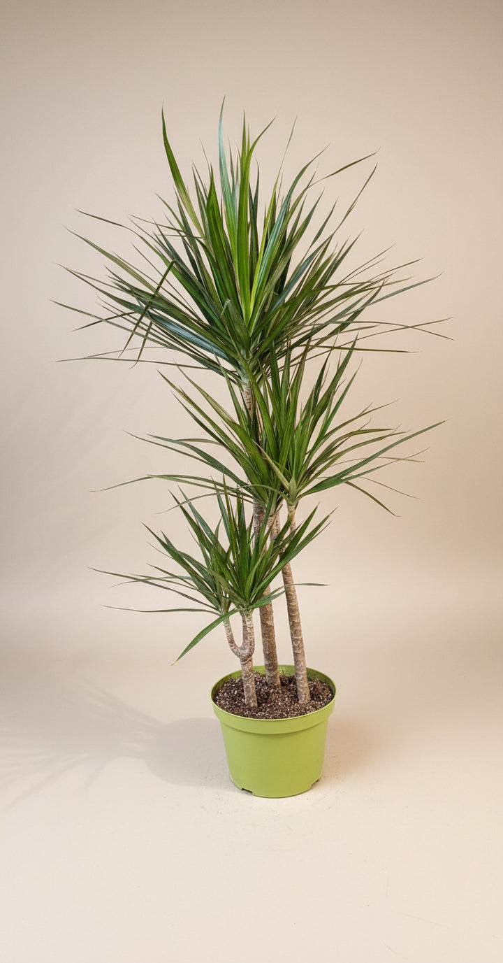 Dracaena Marginata