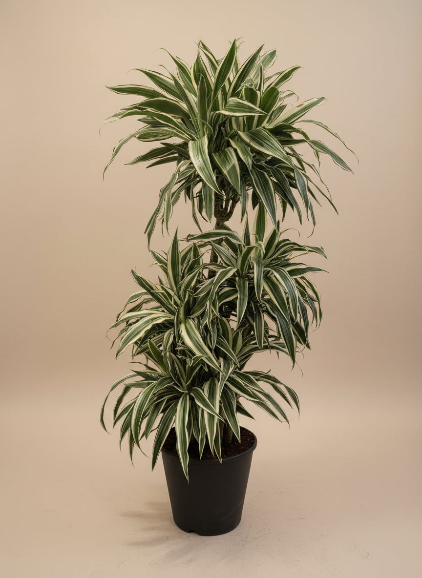 Dracaena 'White Stripes'