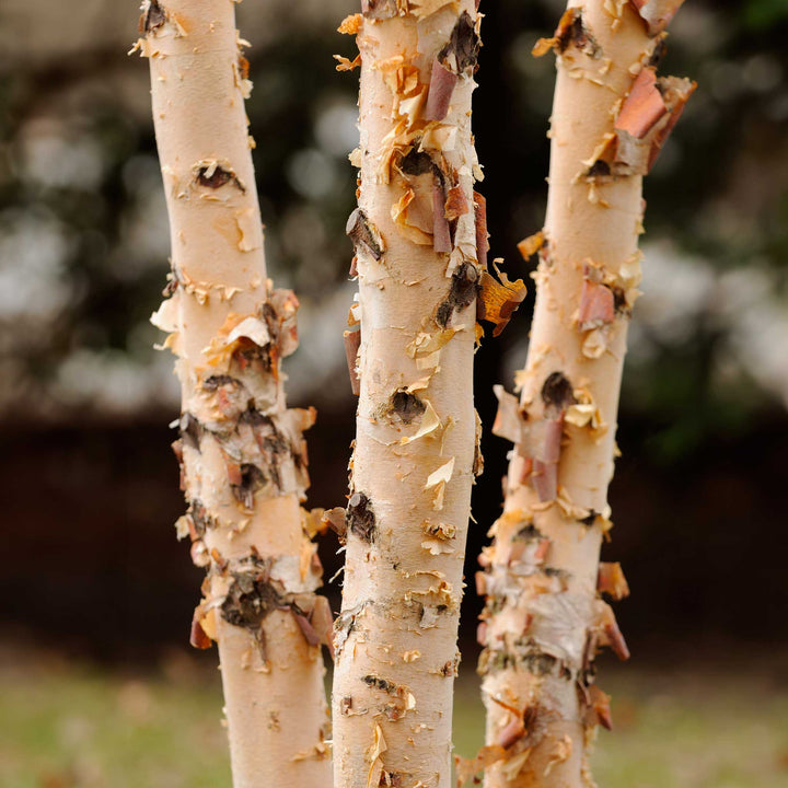 Dura Heat® Birch Tree