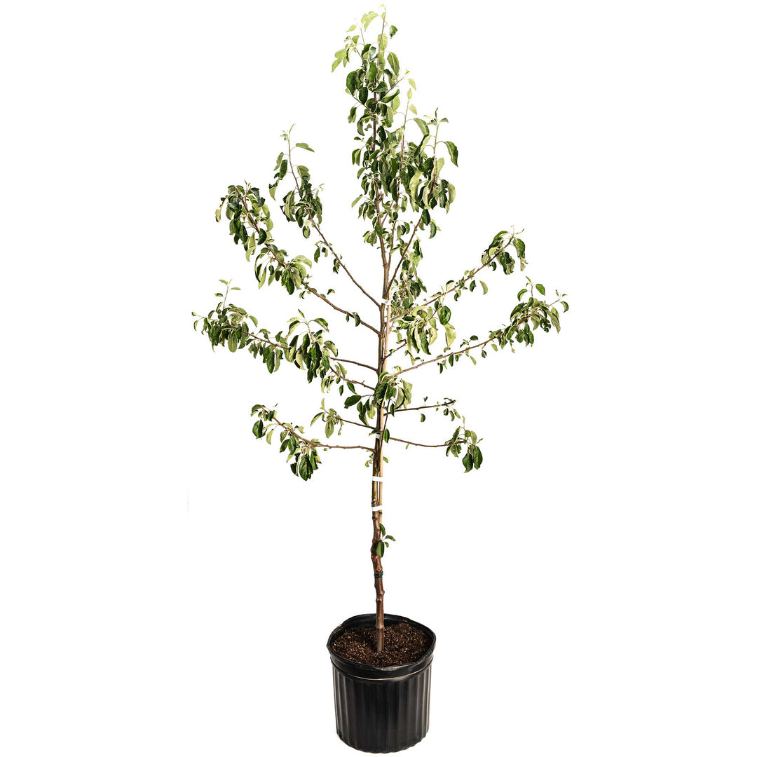 Honeycrisp™ Apple Tree