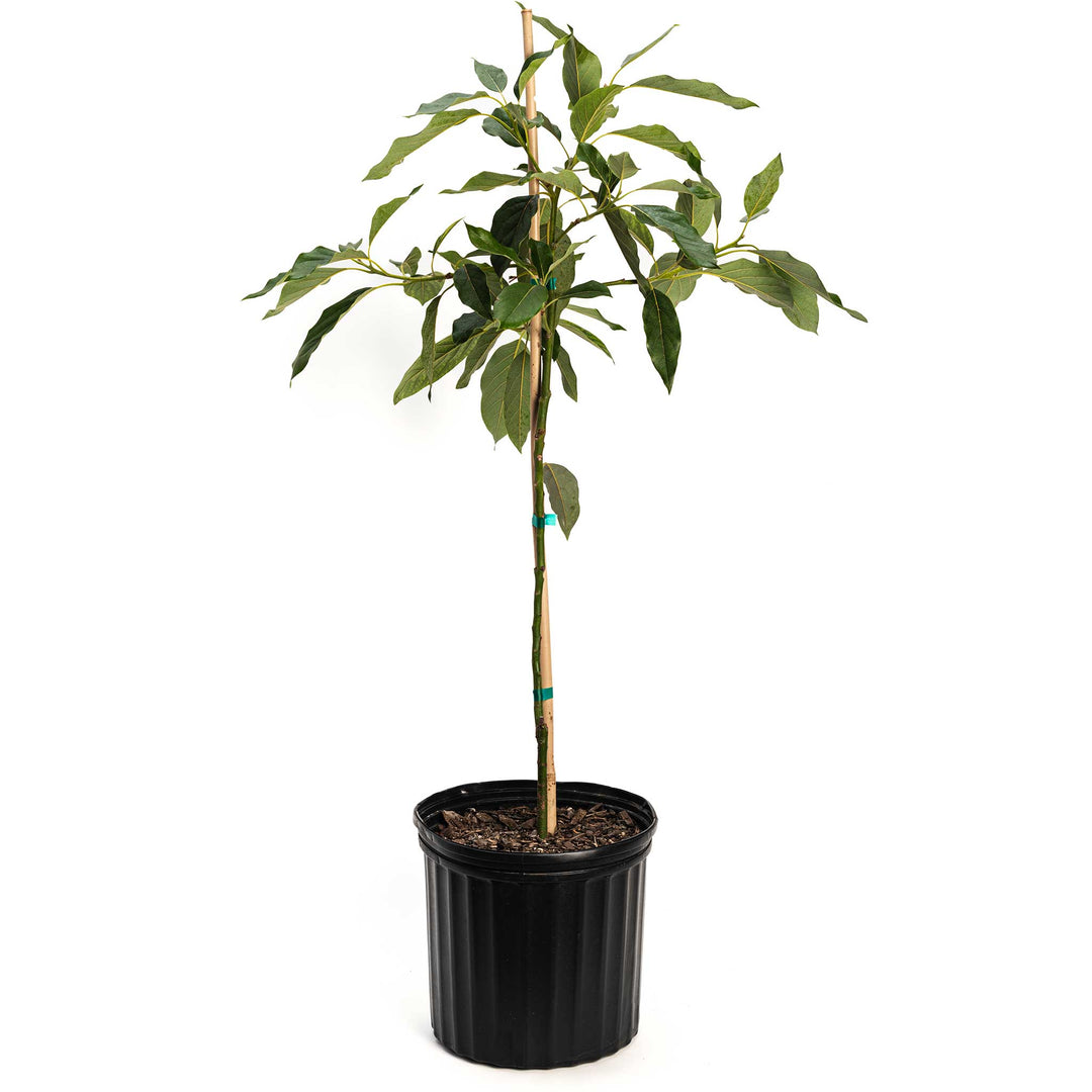 Cold Hardy Avocado Tree