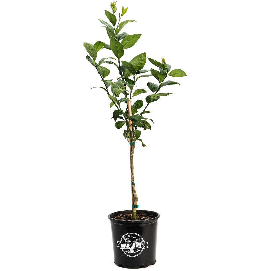 Meyer Lemon Tree