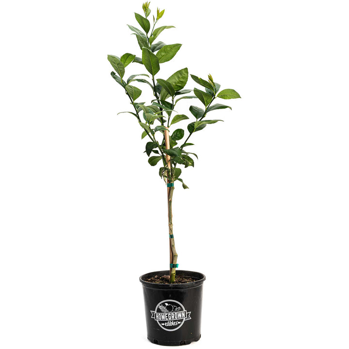 Meyer Lemon Tree