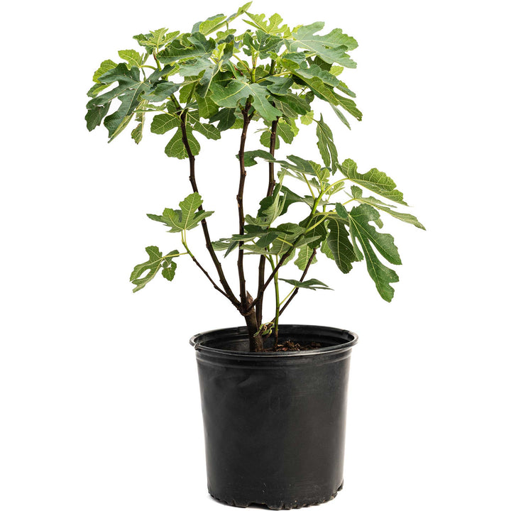 Brown Turkey Fig