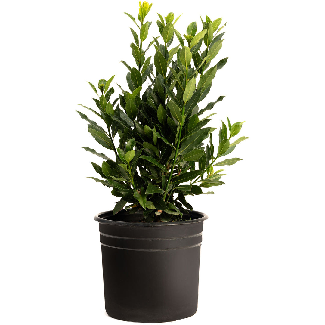 Bay Laurel