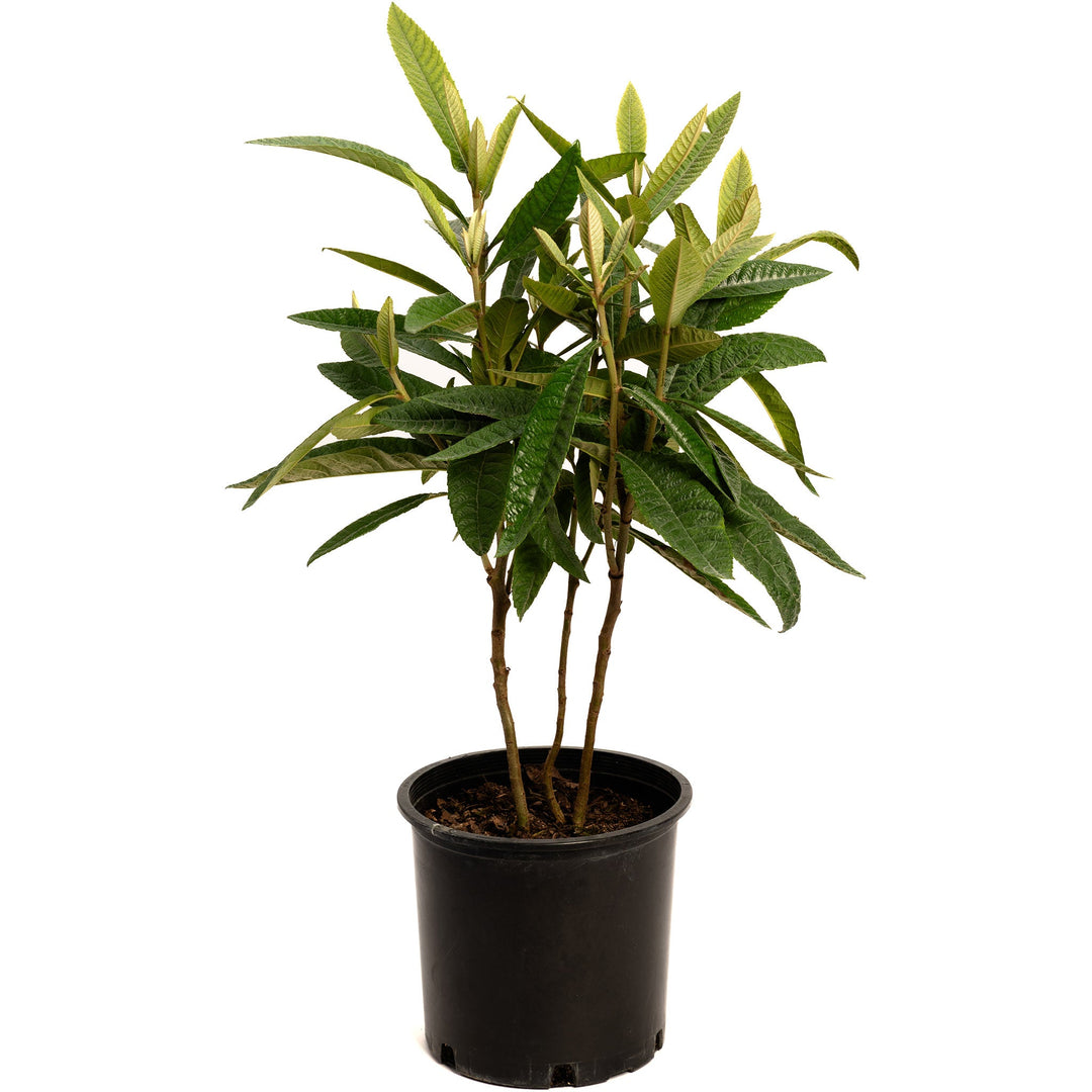 Japanese Loquat