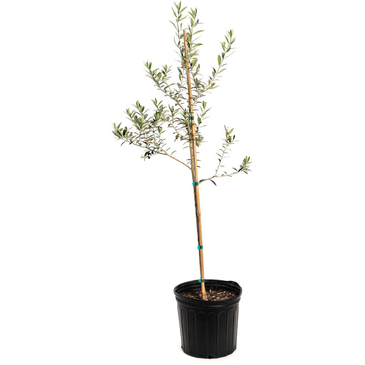 Olive Tree