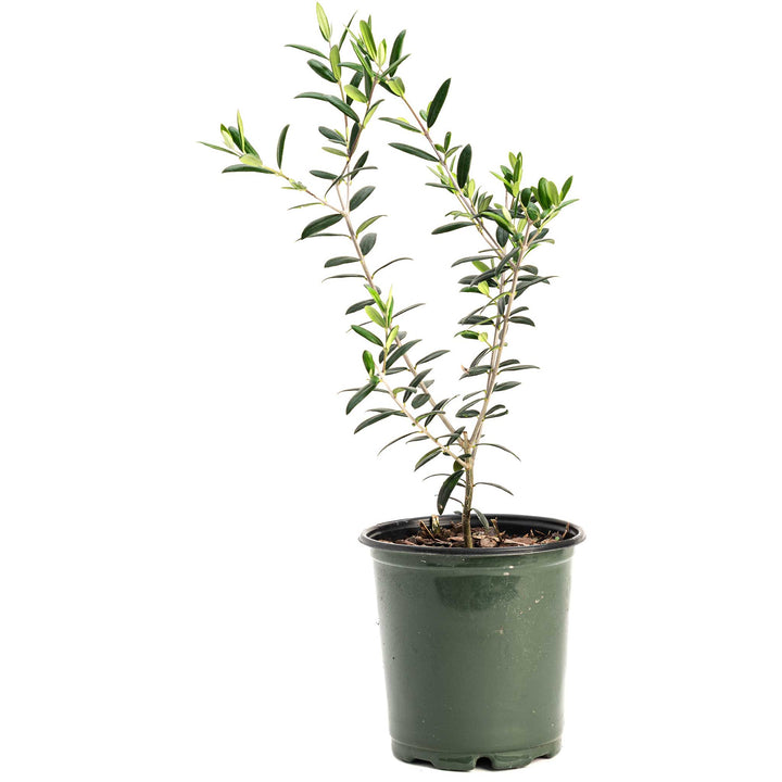 Olive Tree
