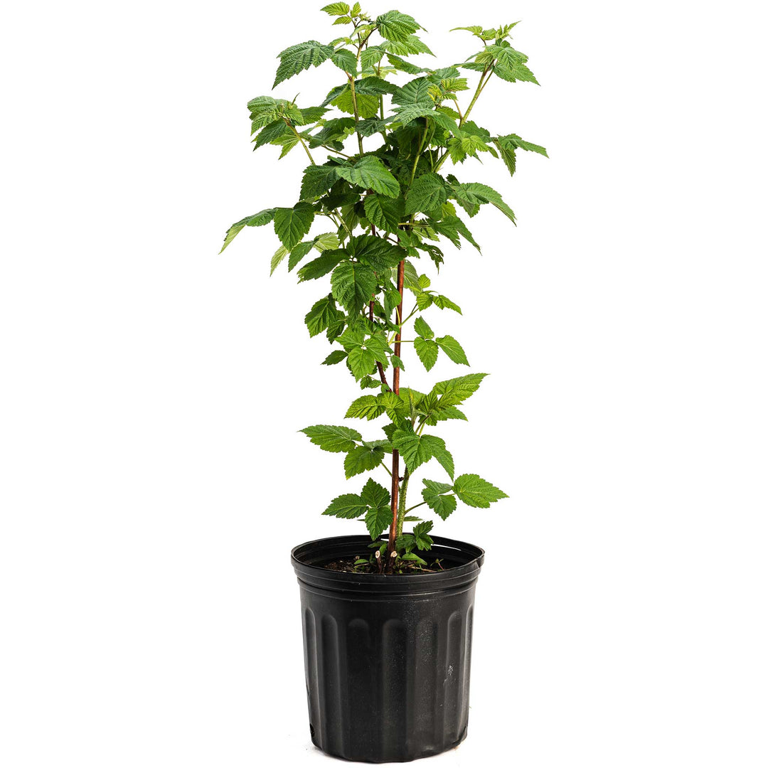 Nova Red Raspberry Plant