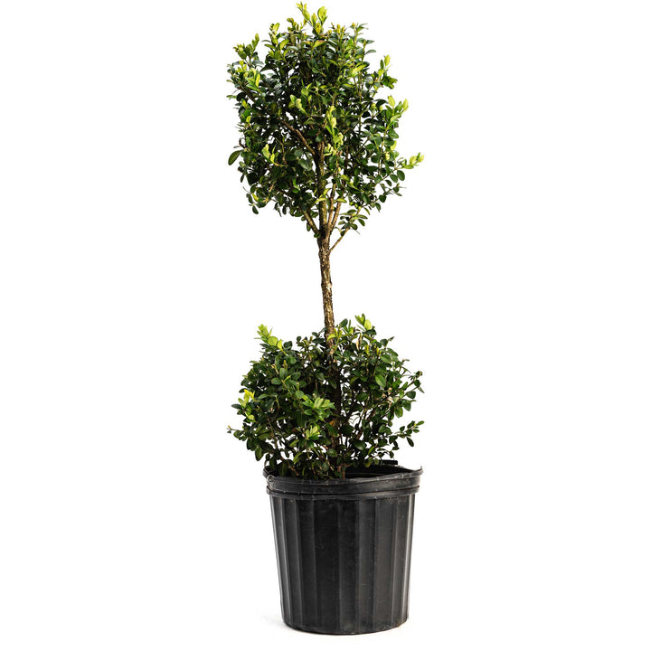 Green Mountain Topiary Boxwood (Ball)