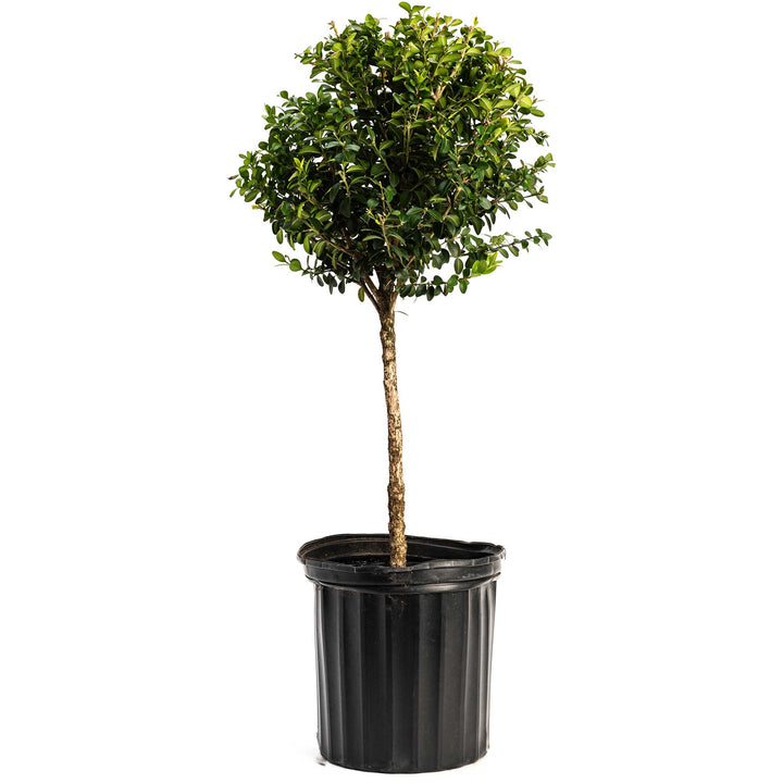 Green Mountain Topiary Boxwood (Ball)