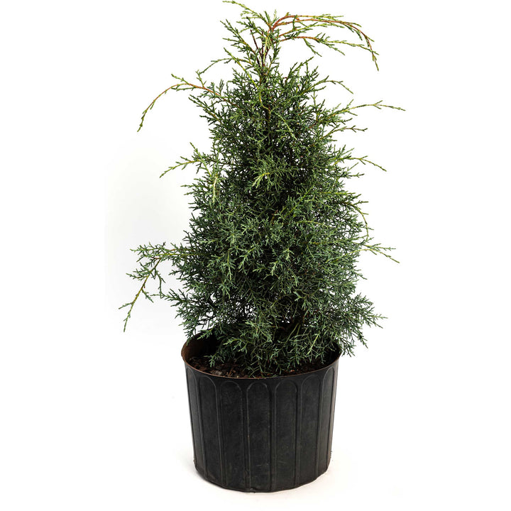 Arizona Cypress - Carolina Sapphire