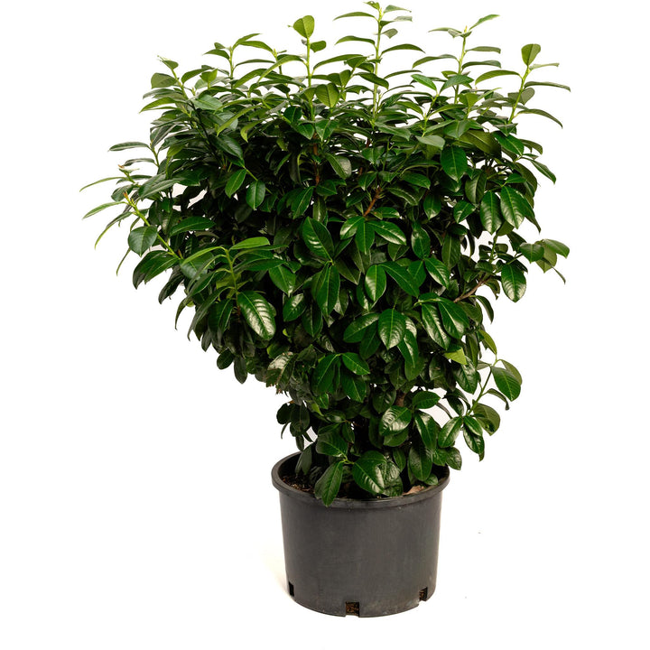 Volcano Cherry Laurel