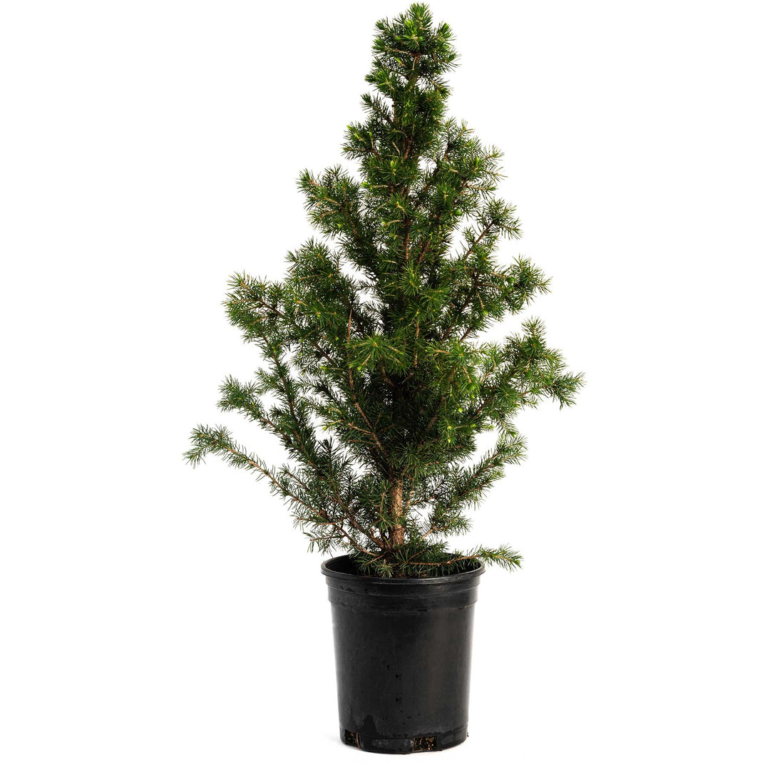 Dwarf Alberta Spruce