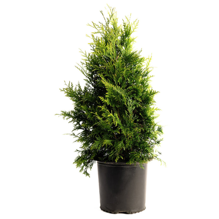 Thuja Green Giant