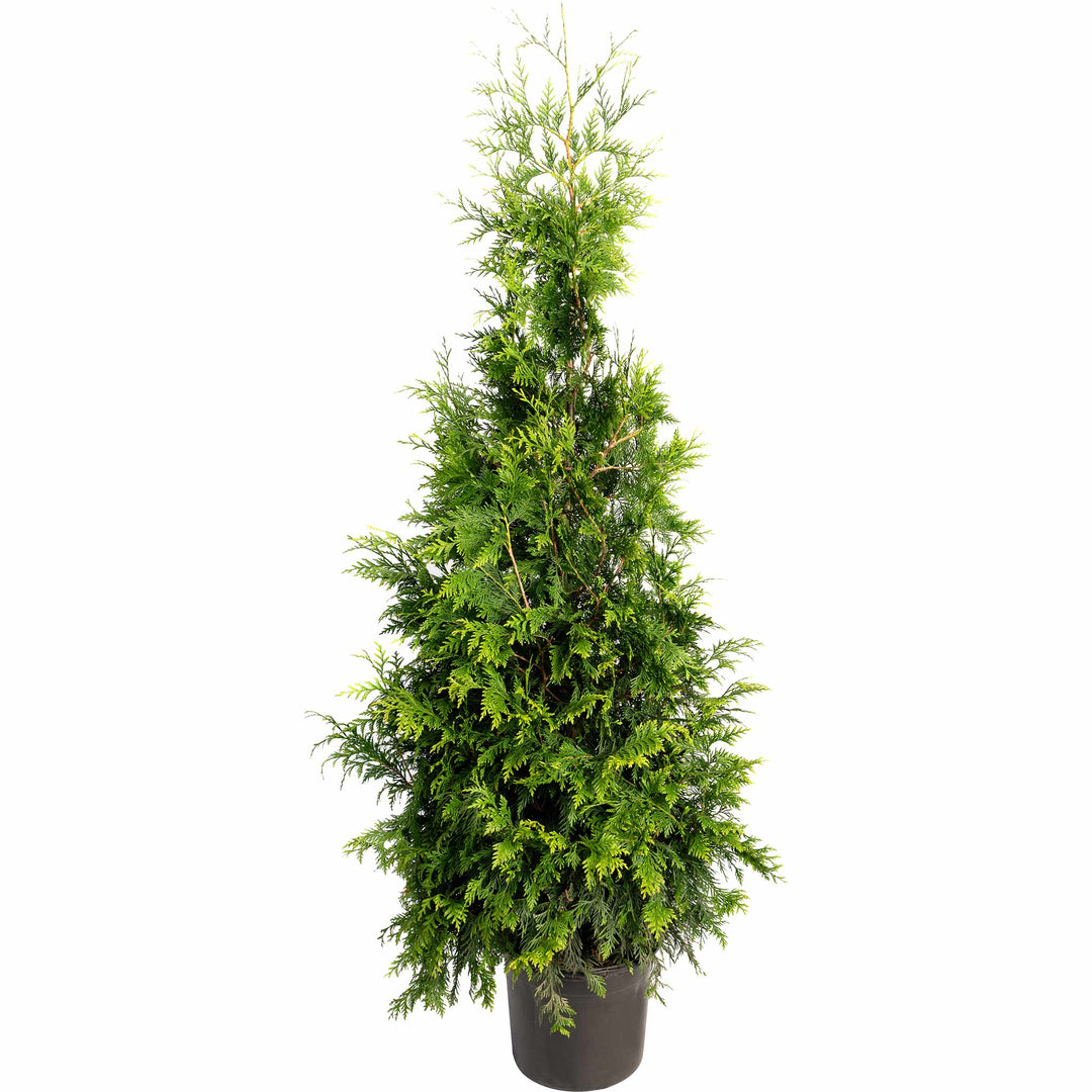 Thuja Green Giant