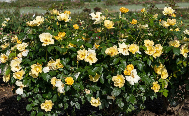 Easy Bee-zy Knock Out Rose