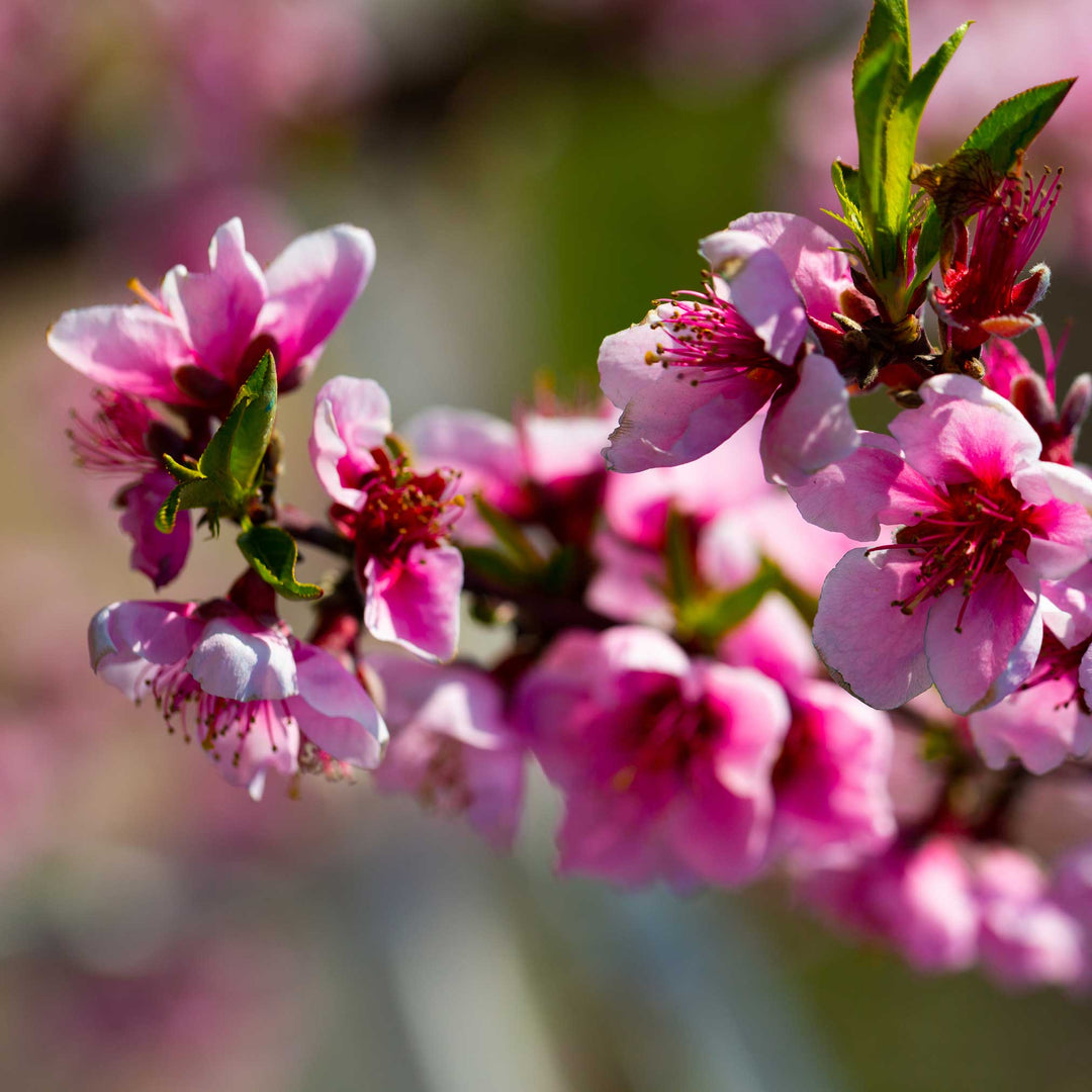 Elberta Peach Tree