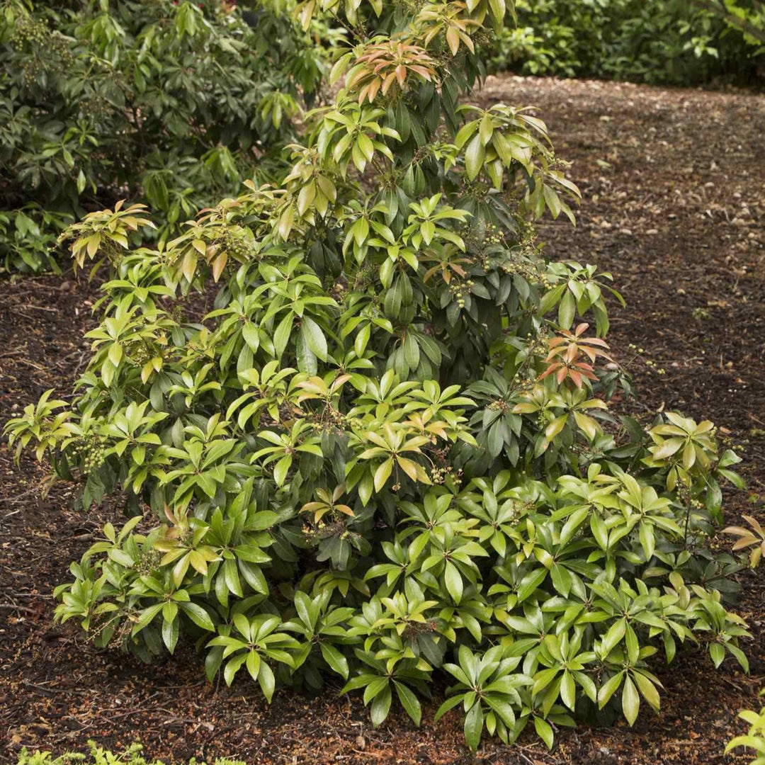 Enchanted Forest® Impish Elf™ Pieris