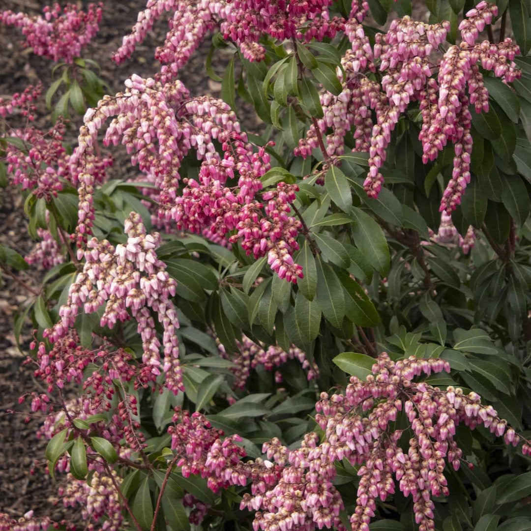 Enchanted Forest® Impish Elf™ Pieris