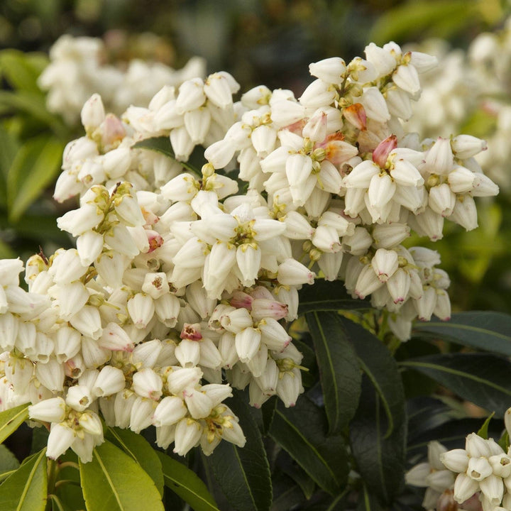 Enchanted Forest® River Run™ Pieris