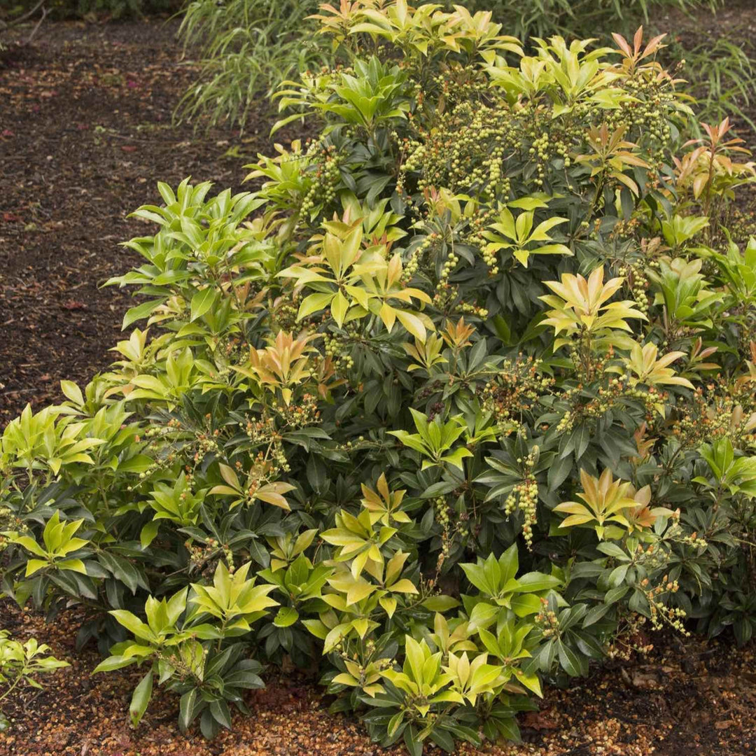 Enchanted Forest® River Run™ Pieris