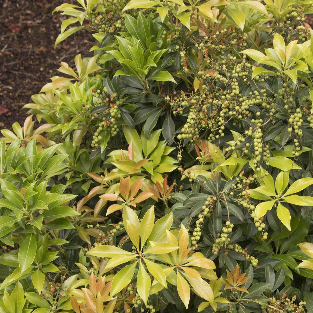 Enchanted Forest® River Run™ Pieris