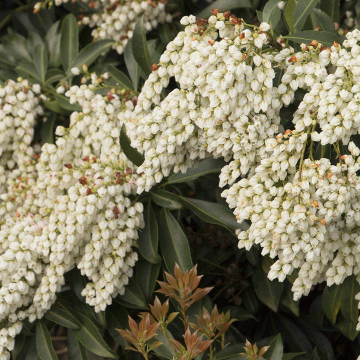 Enchanted Forest® River Run™ Pieris