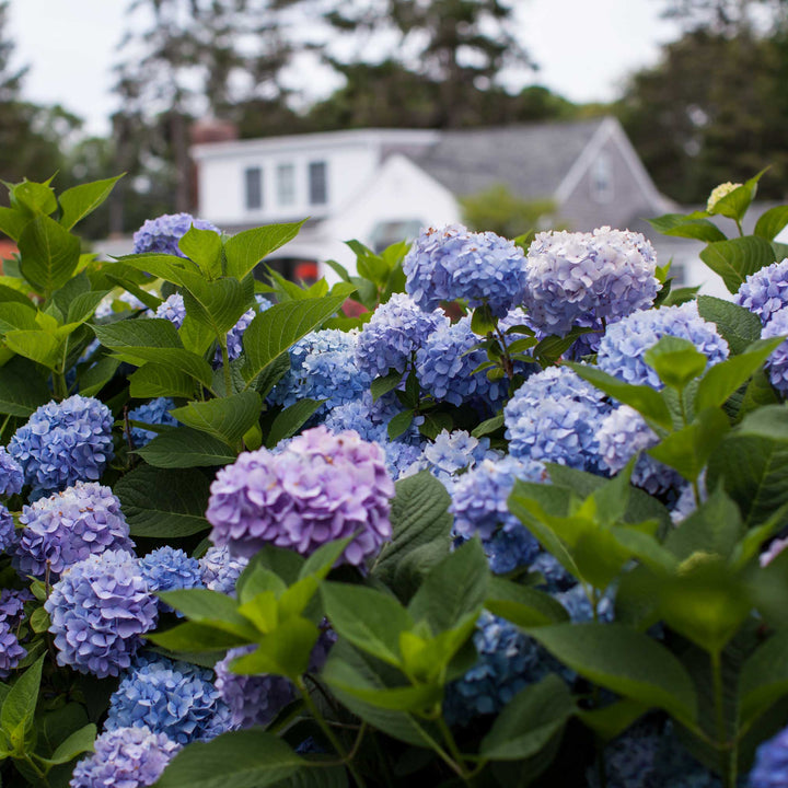 Endless Summer® Hydrangea