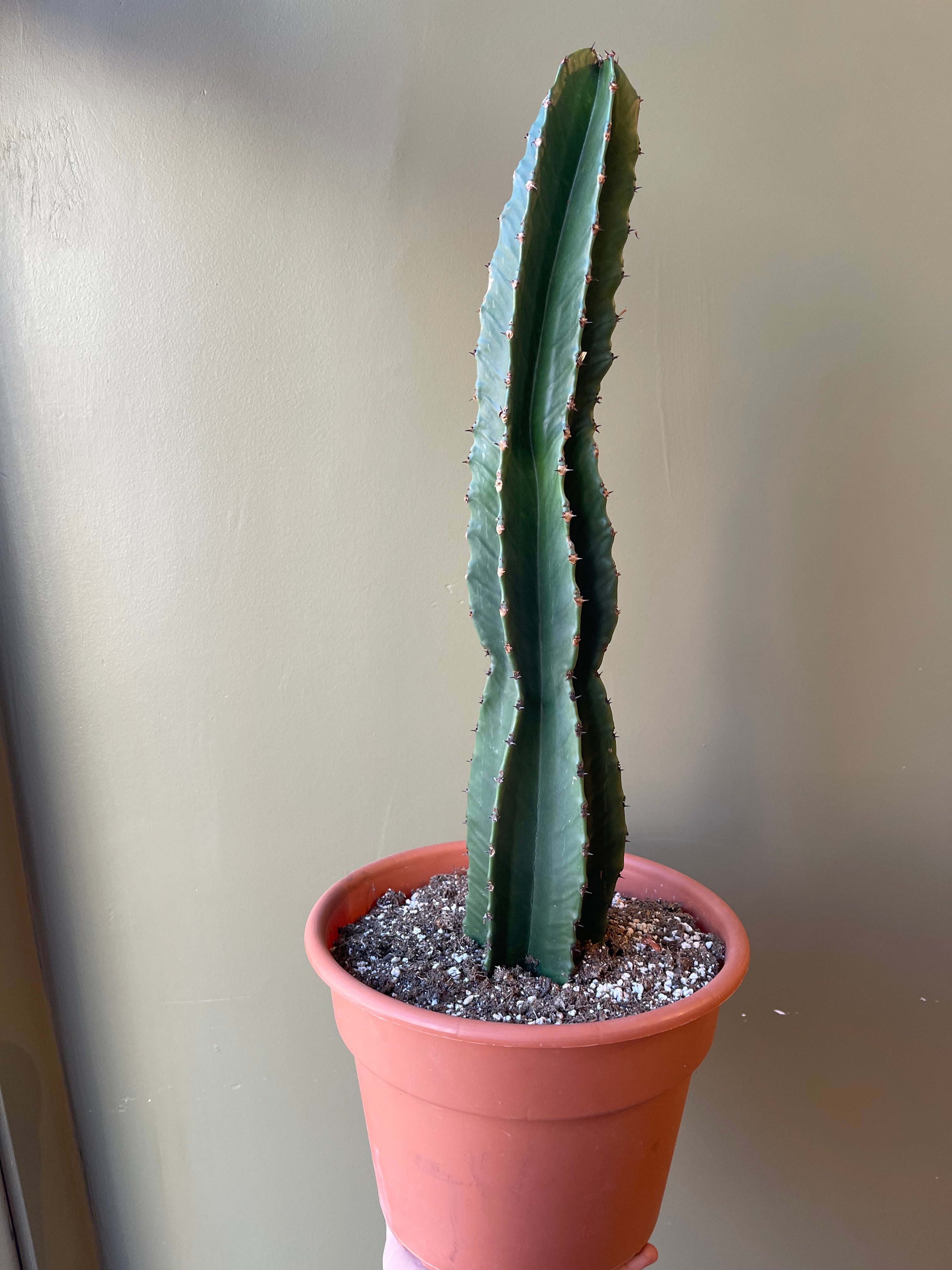 Euphorbia Ingens - Thumbnail 2