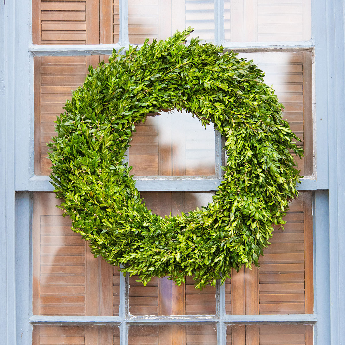 Live Boxwood Wreath - Thumbnail 3