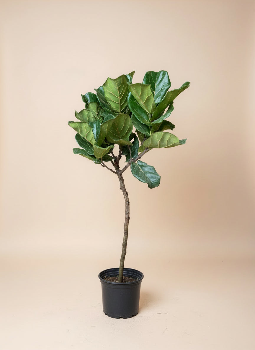 Fiddle Leaf Fig - Thumbnail 3