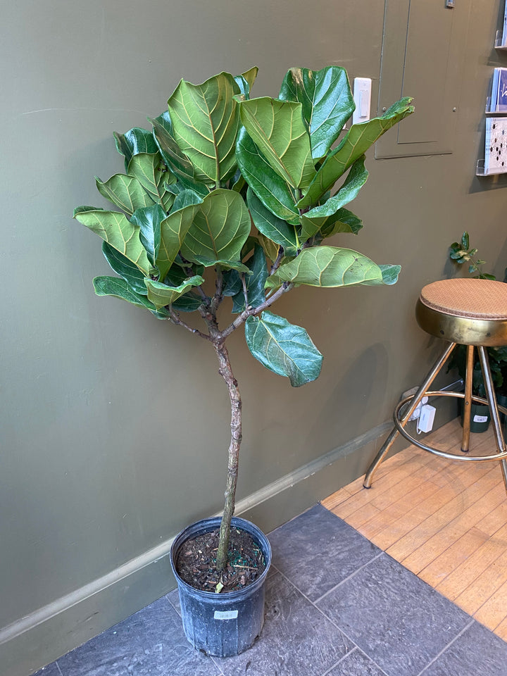 Fiddle Leaf Fig