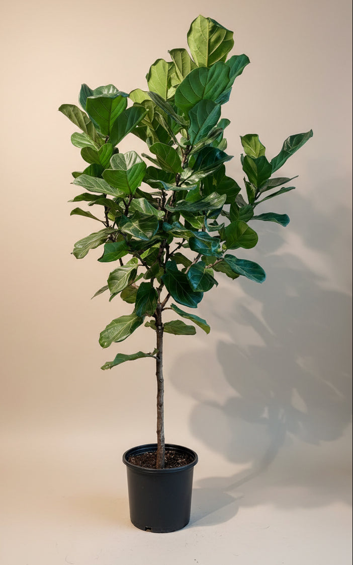 Fiddle Leaf Fig