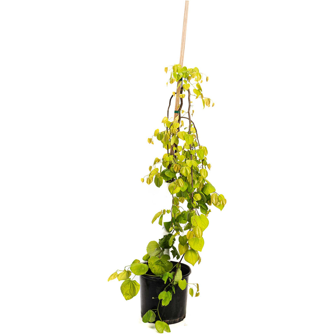 Golden Falls® Redbud Tree