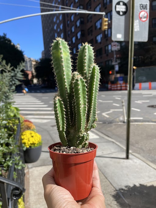 Fairy Castle Cactus