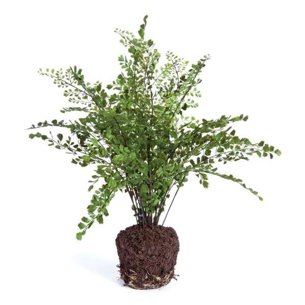 The Old Yew Plant Shop Maidenhair Fern