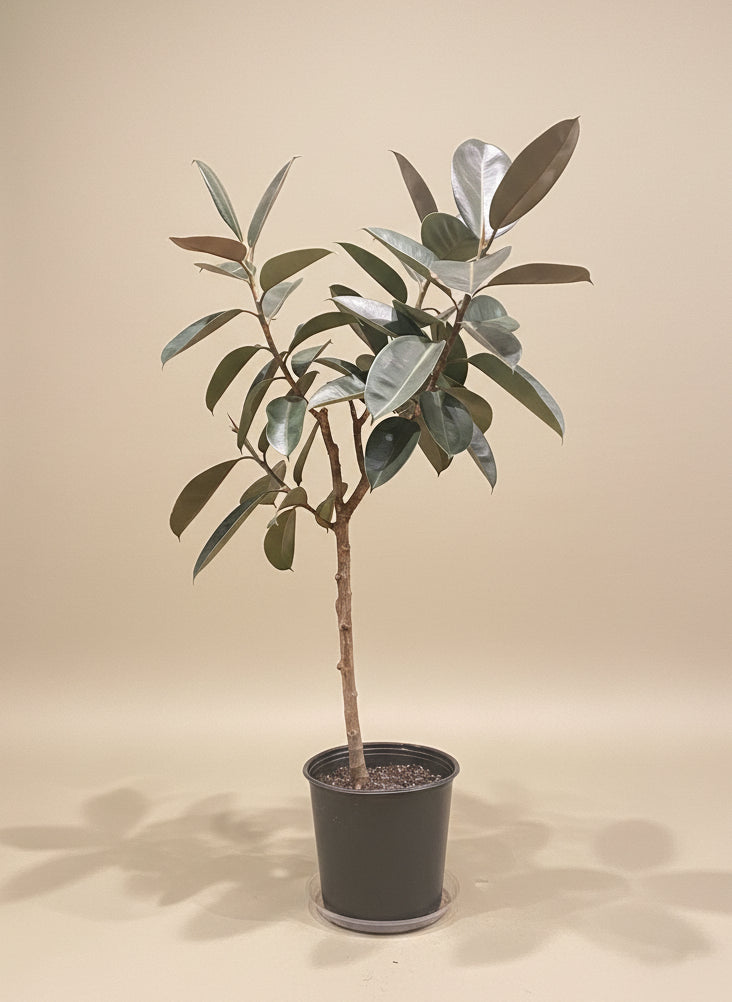 rubber tree crossword Ficus Burgundy – The Old Yew Plant Shop