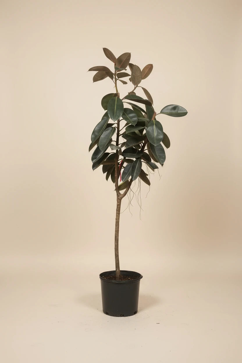 Ficus Burgundy