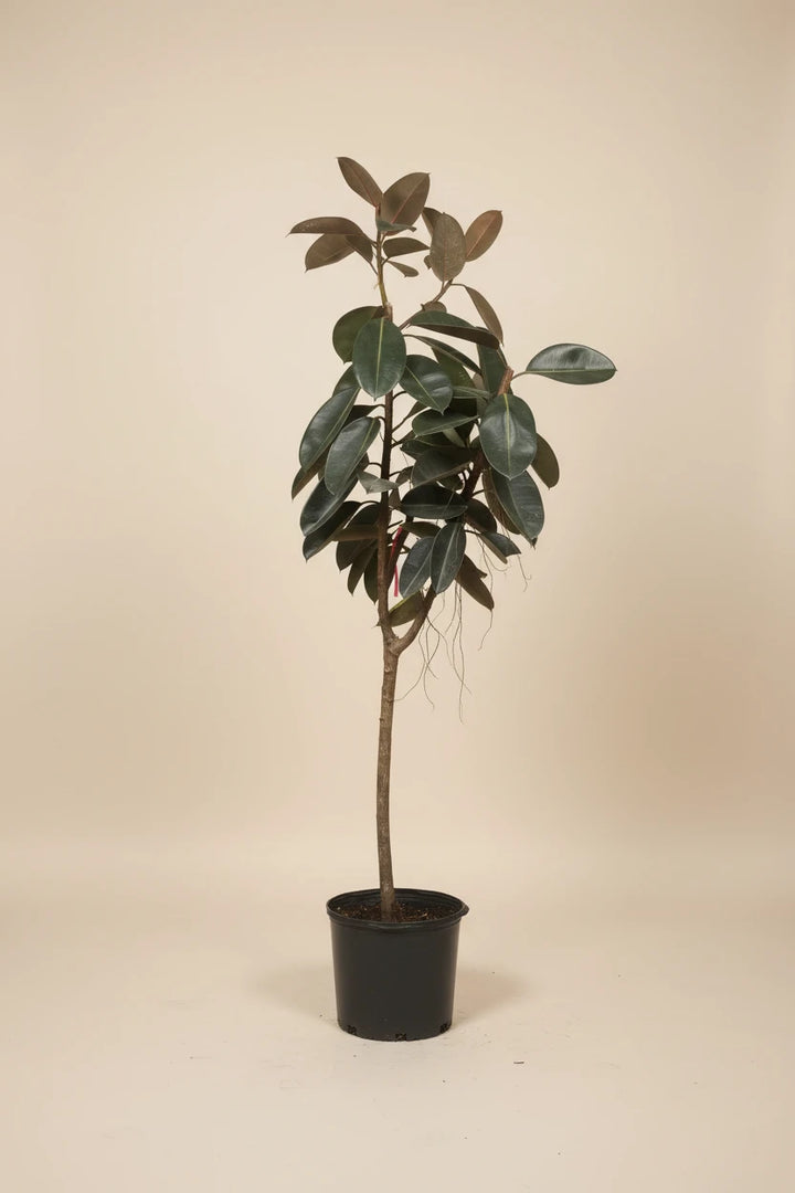 Ficus Burgundy