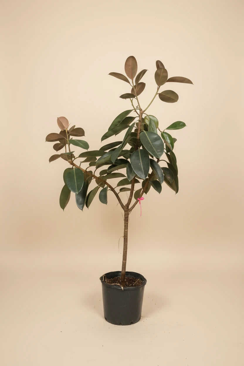 Ficus Burgundy