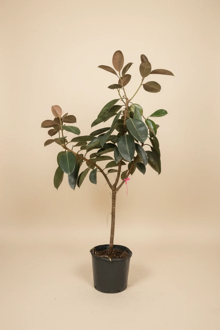 Ficus Burgundy