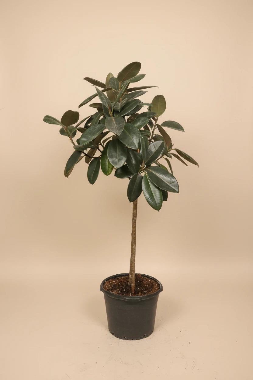 Ficus Burgundy