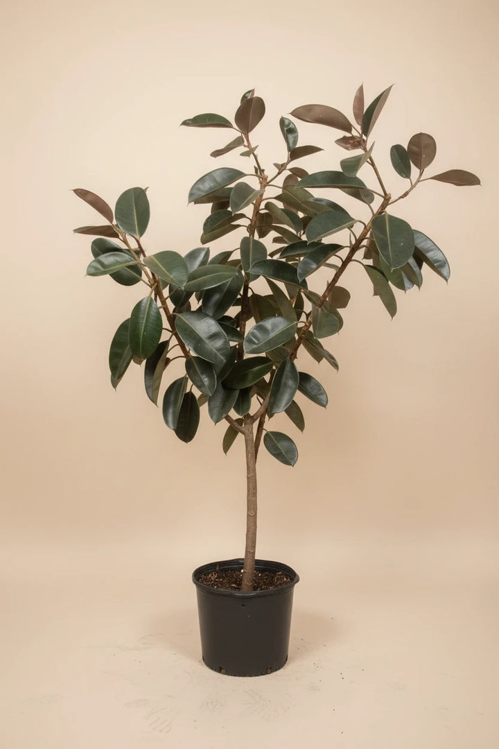 Ficus Burgundy