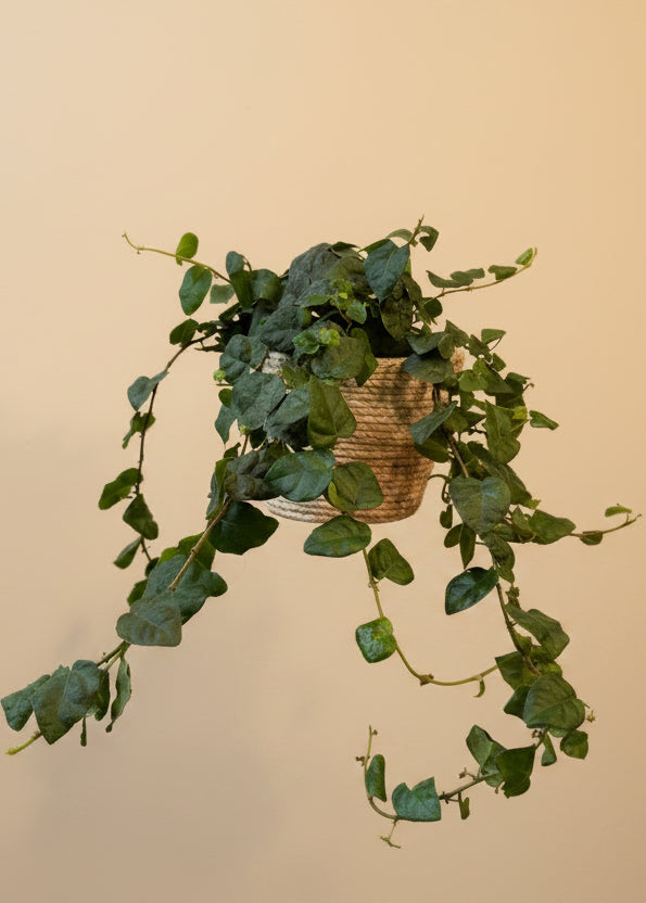 Creeping Fig