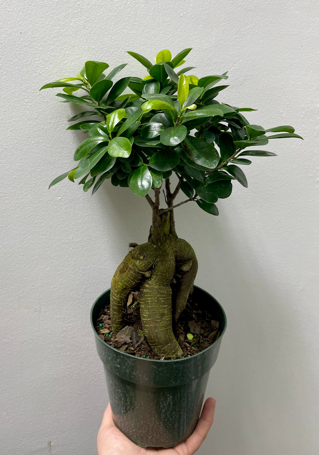 Ficus Ginseng Bonsai