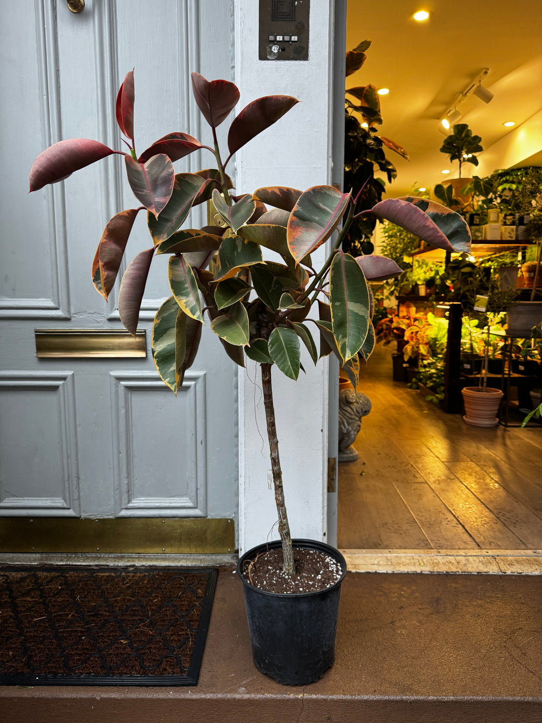 Ficus Elastica Ruby
