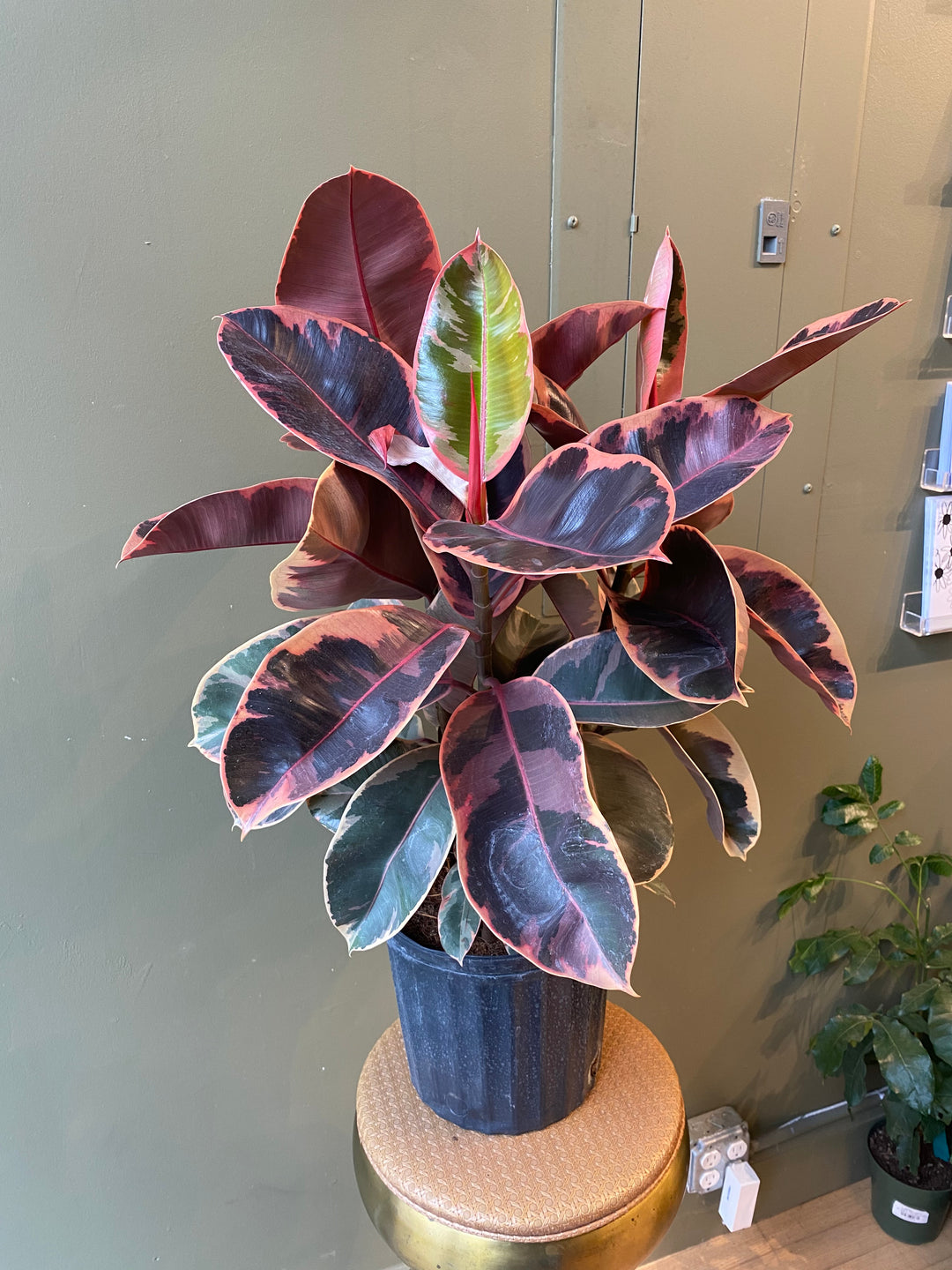 Ficus Elastica Ruby