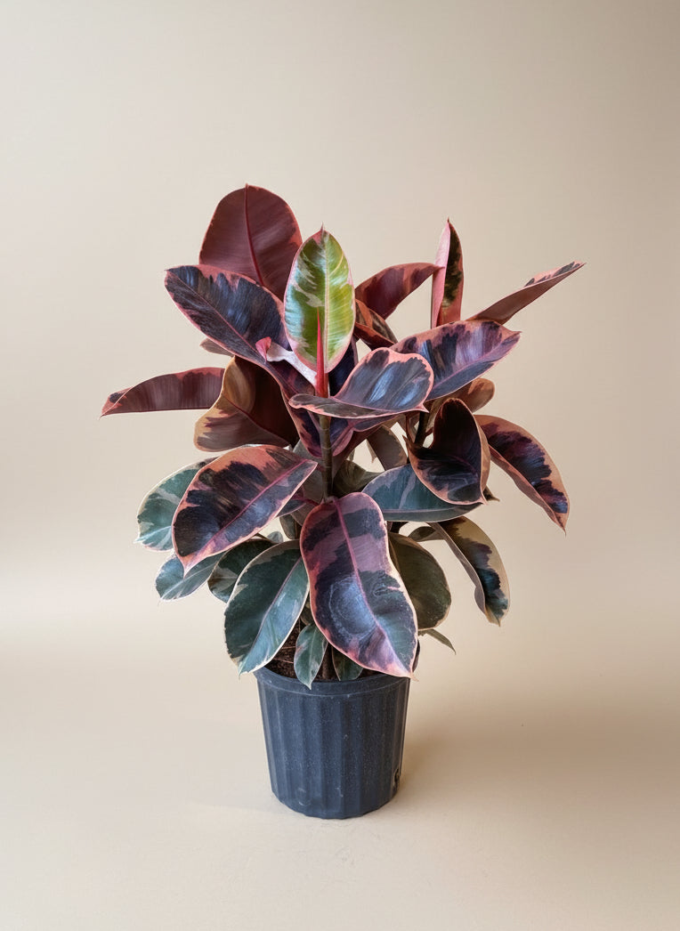 Ficus Elastica Ruby
