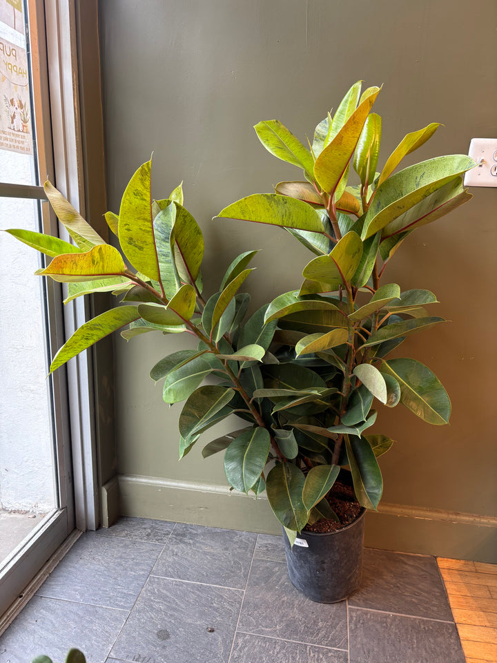 Ficus Shivereana 'Moonshine'